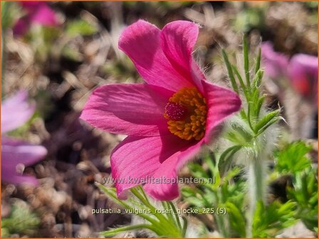 Pulsatilla vulgaris 'Rosen Glocke' | Wildemanskruid, Pelsanemoon | Gew&ouml;hnliche Kuhschelle | Common Pasque Flower