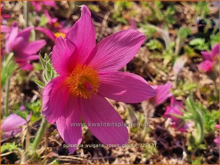Pulsatilla vulgaris 'Rosen Glocke' | Wildemanskruid, Pelsanemoon | Gew&ouml;hnliche Kuhschelle | Common Pasque Flower