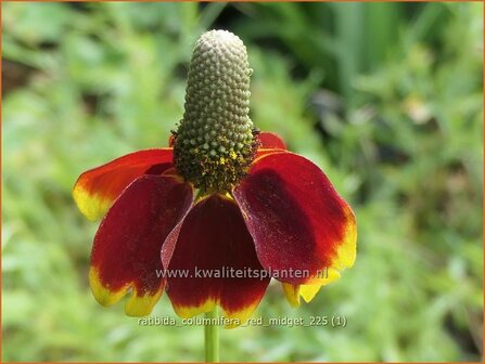 Ratibida columnifera 'Red Midget' | Prairiekegelbloem, Ballerinabloem, Mexicaanse zonnehoed | Pr&auml;riezapfenblume | Lo