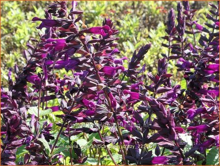 Salvia guaranitica 'Plum Crazy' | Braziliaanse salie, Salie, Salvia | Guarani-Salbei | Blue Anis Sage