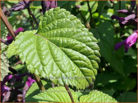Salvia guaranitica 'Plum Crazy' | Braziliaanse salie, Salie, Salvia | Guarani-Salbei | Blue Anis Sage