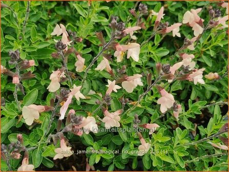 Salvia jamensis 'Magical Rio Grande' | Salie, Salvia | Salbei | Autumn Sage