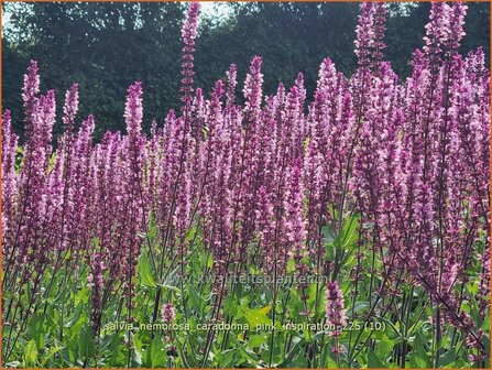 Salvia nemorosa 'Caradonna Pink Inspiration' | Bossalie, Salie, Salvia | Steppensalbei | Woodland Sage