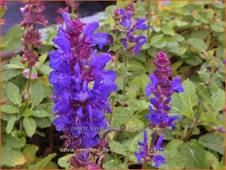 Salvia nemorosa 'Dark Blue Marvel' | Bossalie, Salie, Salvia | Steppensalbei | Woodland Sage