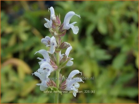 Salvia nemorosa 'Porzellan' | Bossalie, Salie, Salvia | Steppensalbei | Woodland Sage