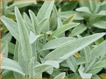 Salvia officinalis 'Nazareth' | Echte salie, Tuinsalie, Keukensalie, Franse salie, Salie, Salvia | Echter Salbei | Cu