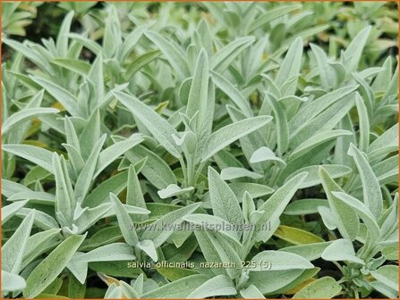 Salvia officinalis 'Nazareth' | Echte salie, Tuinsalie, Keukensalie, Franse salie, Salie, Salvia | Echter Salbei | Cu