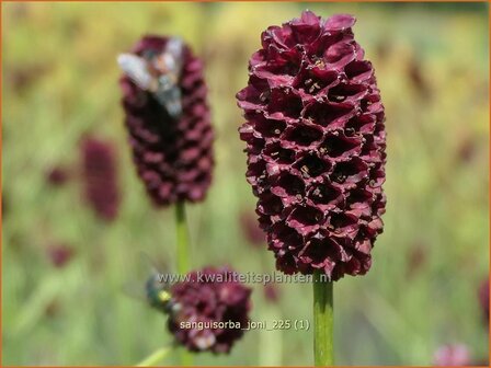 Sanguisorba 'Joni' | Pimpernel, Sorbenkruid | Wiesenknopf | Burnet