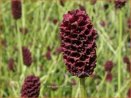 Sanguisorba 'Joni' | Pimpernel, Sorbenkruid | Wiesenknopf | Burnet