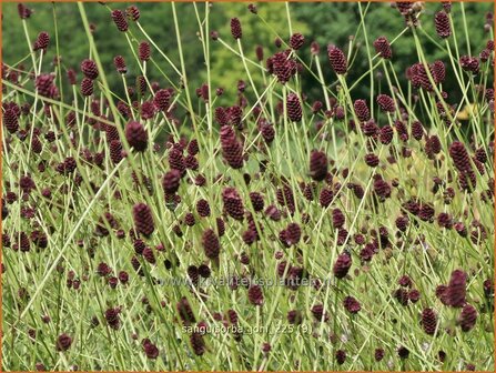 Sanguisorba 'Joni' | Pimpernel, Sorbenkruid | Wiesenknopf | Burnet