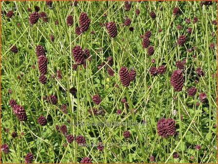 Sanguisorba 'Joni' | Pimpernel, Sorbenkruid | Wiesenknopf | Burnet
