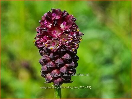 Sanguisorba officinalis 'Lum' | Grote pimpernel, Groot sorbenkruid, Sorbenkruid, Pimpernel | Gro&szlig;er Wiesenknopf | Gr