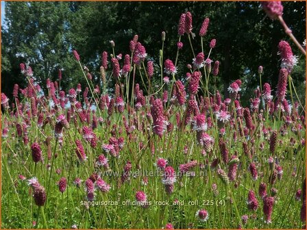 Sanguisorba officinalis 'Rock and Roll' | Grote pimpernel, Groot sorbenkruid, Sorbenkruid, Pimpernel | Gro&szlig;er Wiesen