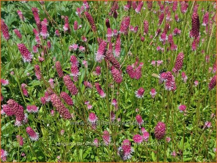 Sanguisorba officinalis 'Rock and Roll' | Grote pimpernel, Groot sorbenkruid, Sorbenkruid, Pimpernel | Gro&szlig;er Wiesen