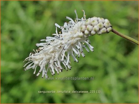 Sanguisorba tenuifolia 'Delicatesse' | Hoge pimpernel, Sorbenkruid, Pimpernel | Hoher Wiesenknopf | Japanese Burnet