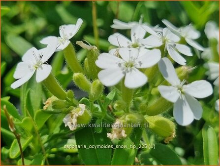 Saponaria ocymoides 'Snow Tip' | Muurzeepkruid, Rotszeepkruid, Zeepkruid | Polster-Seifenkraut | Rock Soapwort