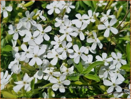 Saponaria ocymoides 'Snow Tip' | Muurzeepkruid, Rotszeepkruid, Zeepkruid | Polster-Seifenkraut | Rock Soapwort