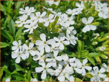 Saponaria ocymoides 'Snow Tip' | Muurzeepkruid, Rotszeepkruid, Zeepkruid | Polster-Seifenkraut | Rock Soapwort