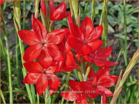 Schizostylis coccinea &amp;#39;Major&amp;#39;