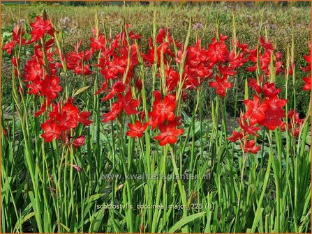 Schizostylis coccinea &amp;#39;Major&amp;#39;