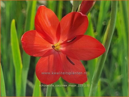 Schizostylis coccinea &amp;#39;Major&amp;#39;