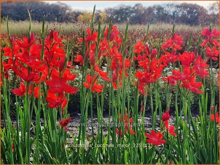 Schizostylis coccinea &amp;#39;Major&amp;#39;