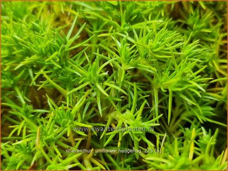 Scleranthus uniflorus 'Hedgehog' | Nieuw-Zeelands mos, Hardbloem | Neuseel&auml;nder Kn&auml;uel | Four Flowered Knawel