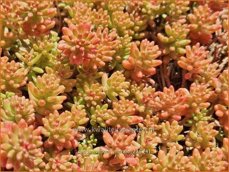 Sedum album 'Murale' | Wit vetkruid, Vetkruid | Wei&szlig;bl&uuml;hender Rotmoos-Mauerpfeffer | Baby Tears