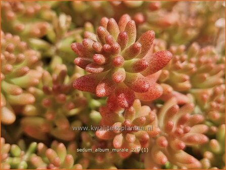 Sedum album 'Murale' | Wit vetkruid, Vetkruid | Wei&szlig;bl&uuml;hender Rotmoos-Mauerpfeffer | Baby Tears