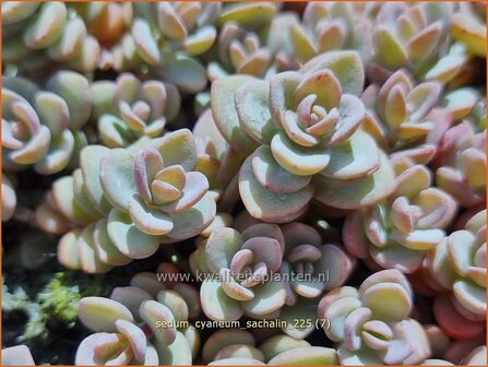 Sedum cyaneum 'Sachalin' | Vetkruid | Blaugraues Fettblatt | Azure Stonecrop