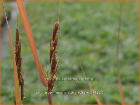 Sorghastrum nutans 'Active Volcano' | Goudbaardgras | Indianergras | Yellow Indian Grass
