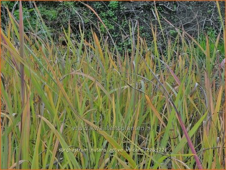 Sorghastrum nutans 'Active Volcano' | Goudbaardgras | Indianergras | Yellow Indian Grass