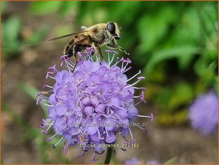 Succisa pratensis | Blauwe knoop | Gew&ouml;hnlicher Teufelsabbiss | Blue Ball