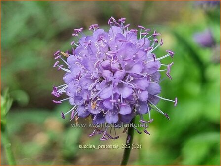 Succisa pratensis | Blauwe knoop | Gew&ouml;hnlicher Teufelsabbiss | Blue Ball