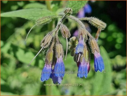 Symphytum azureum | Blauwe smeerwortel, Smeerwortel | Blaubl&uuml;hender Beinwell | Blue Comfrey