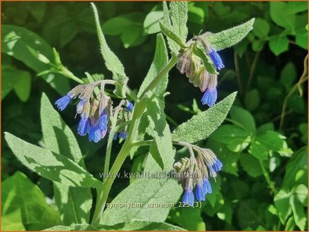 Symphytum azureum | Blauwe smeerwortel, Smeerwortel | Blaubl&uuml;hender Beinwell | Blue Comfrey