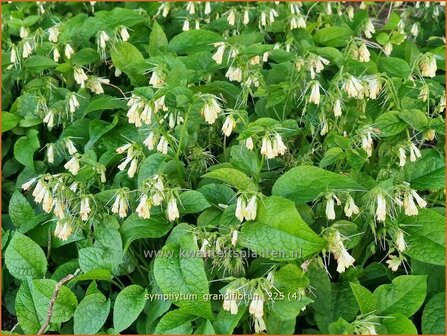 Symphytum grandiflorum | Kruipende smeerwortel, Smeerwortel | Kaukasus-Beinwell | Dwarf Comfrey