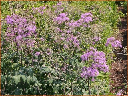 Thalictrum aquilegifolium 'The Cloud' | Akeleiruit, Akeleibladige ruit, Ruit | Akeleibl&auml;ttrige Wiesenraute