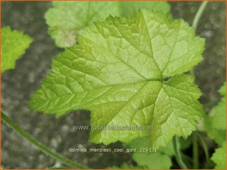 Tolmiea menziesii 'Cool Gold' | Kindje-op-moeders-schoot, Kinderplant | Henne mit K&uuml;ken | Pick-a-back-plant