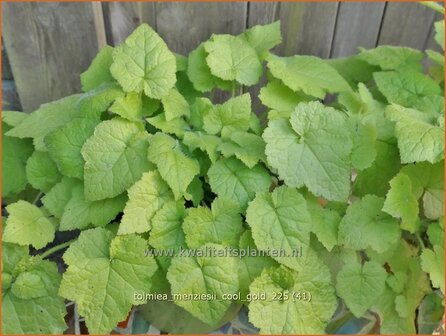 Tolmiea menziesii 'Cool Gold' | Kindje-op-moeders-schoot, Kinderplant | Henne mit K&uuml;ken | Pick-a-back-plant