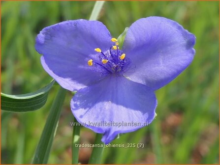 Tradescantia ohiensis | Matrozensla, Eendagsbloem, Vaderplant | Ohio-Dreimasterblume | Ohio spiderwort