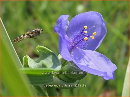 Tradescantia ohiensis | Matrozensla, Eendagsbloem, Vaderplant | Ohio-Dreimasterblume | Ohio spiderwort