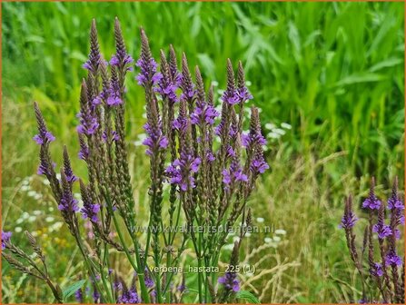 Verbena hastata | Blauwe verbena, IJzerhard | Spie&szlig;f&ouml;rmiges Eisenkraut | Blue Vervain