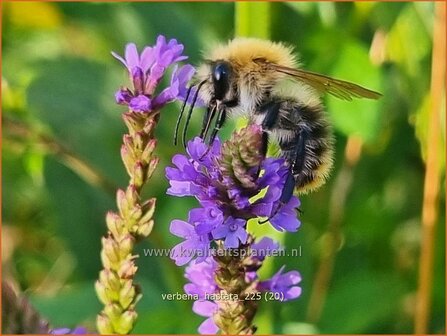 Verbena hastata | Blauwe verbena, IJzerhard | Spie&szlig;f&ouml;rmiges Eisenkraut | Blue Vervain