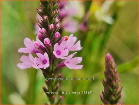 Verbena hastata 'Rosea' | Blauwe verbena, IJzerhard | Spie&szlig;f&ouml;rmiges Eisenkraut | Blue Vervain