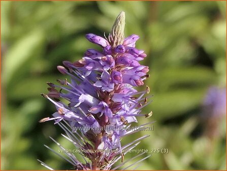 Veronicastrum virginicum 'Willemijntje' | Virginische ereprijs, Zwarte ereprijs, Naaldereprijs | Kandelaberehrenpreis