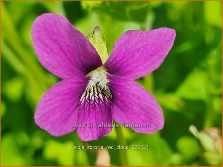 Viola sororia 'Red Cloud' | Zusterviooltje, Viooltje | Pfingst-Veilchen | Common Blue Violet