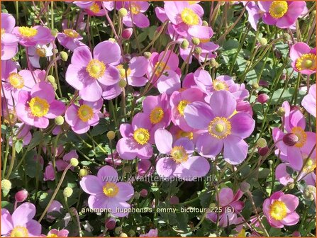 Anemone hupehensis 'Emmy Bicolour' | Herfstanemoon, Japanse anemoon, Anemoon | Herbstanemone | Japanese Anemone