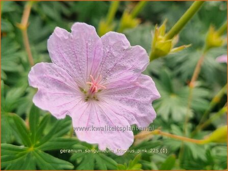 Geranium sanguineum 'Frivolius Pink' | Bloedooievaarsbek, Bloedrode ooievaarsbek, Ooievaarsbek, Tuingeranium, Ger