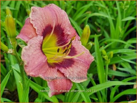 Hemerocallis 'Always Afternoon' | Daglelie | Taglilie | Day Lily